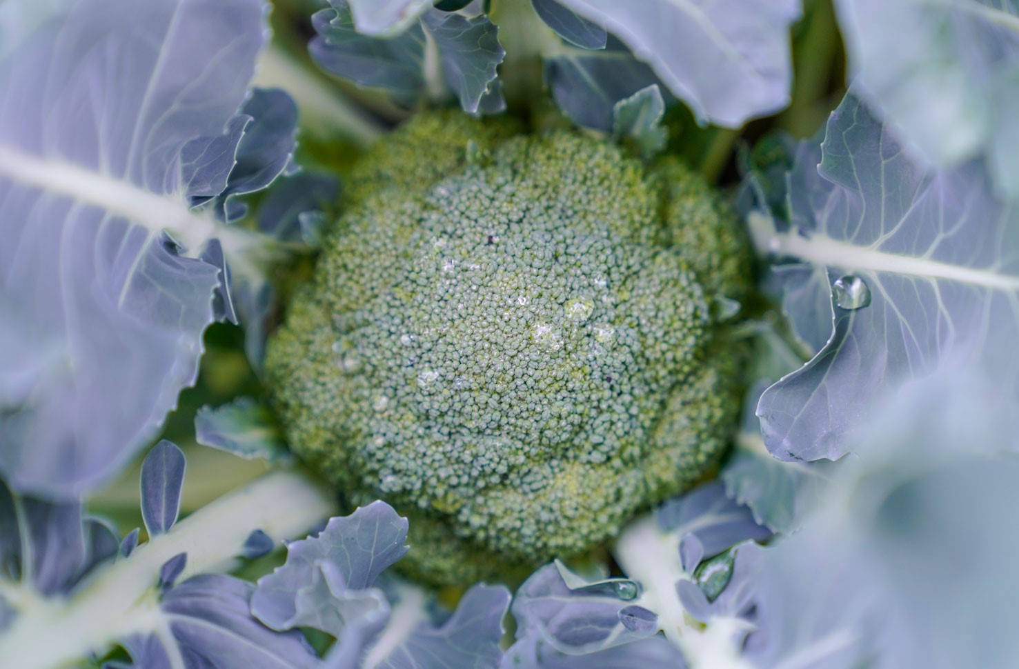 broccoli